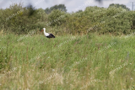 Weissstorch, Ciconia ciconia