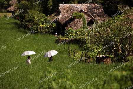 Die Landschaft mit einem Reisfeld beim Dof Chiang Dao noerdlich von Chiang Mai im Norden von Thailand.