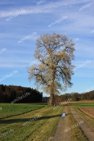 Baum im Winterkleid