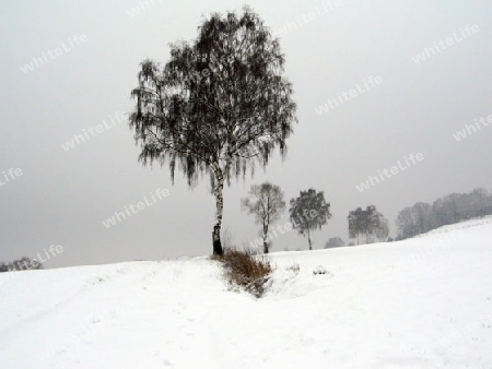 Baum im Schnee