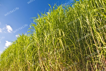 Chinaschilf,Miscanthus