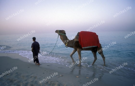 Ein Sandstrand auf der Insel Jierba im Sueden von Tunesien in Nordafrika. 