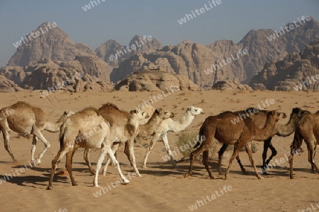 The Landscape of the Wadi Rum Desert in Jordan in the middle east.