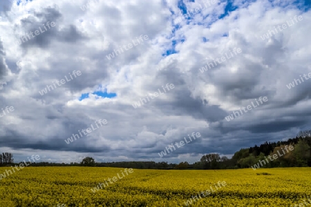 Yellow field of flowering rape and tree against a blue sky with clouds, natural landscape background with copy space, Germany Europe.