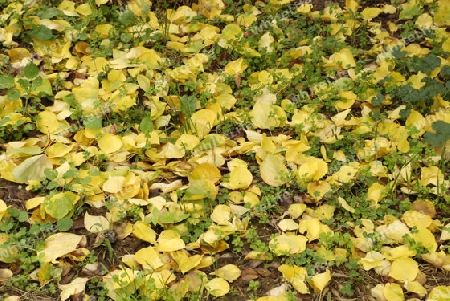 Autumn leafs on a meadow