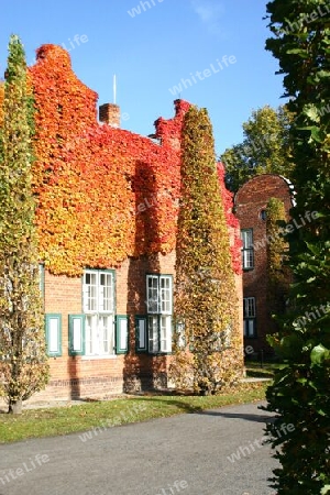 Wilder Wein im Neuen Garten Potsdams