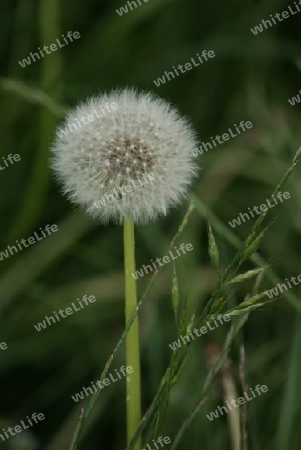 Pusteblume