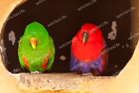 Der Edelpapagei (Eclectus roratus)