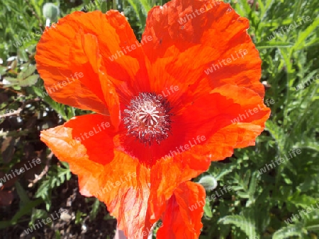 Klatschmohn