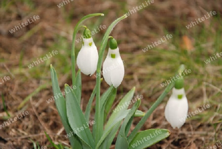 Snowdrop