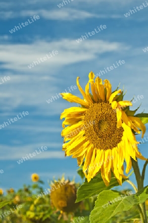 Sonnenblume im Feld