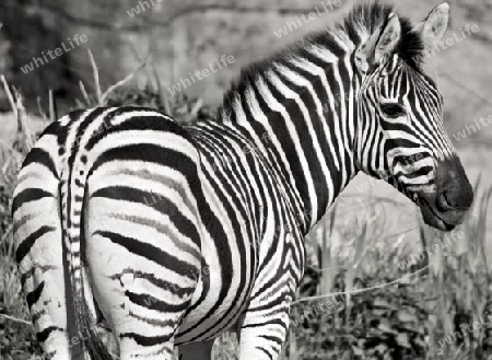 Zebra