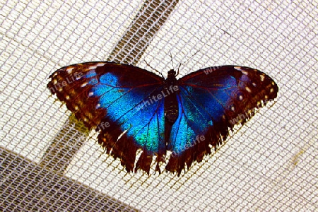 Schmetterling