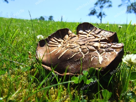 vertrockneter Wiesenchampignon