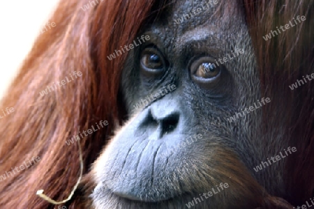 Orang Utan