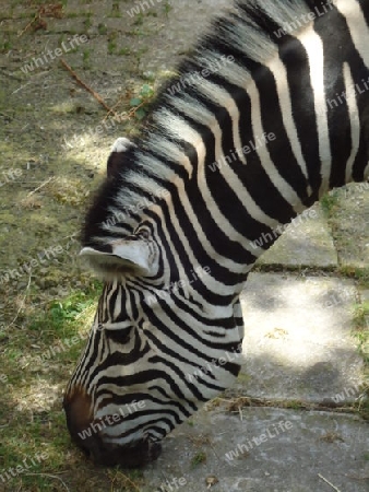 Zebra frisst