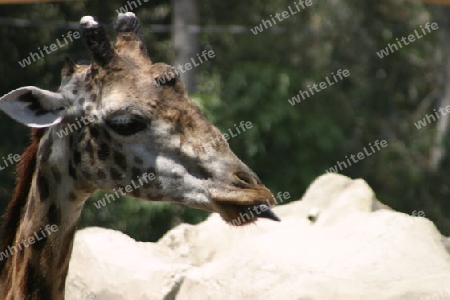 Giraffe streckt Zunge heraus