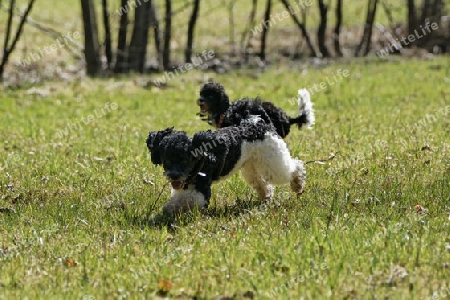 Harlekinpudel beim spielen