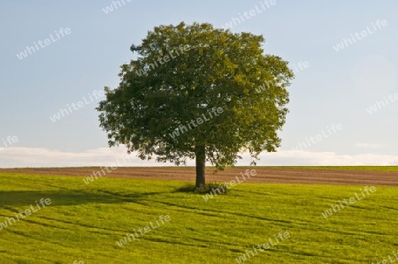 Baum mit Wolken