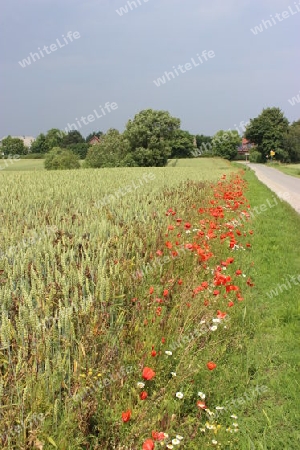 Sommer auf der Insel Poel