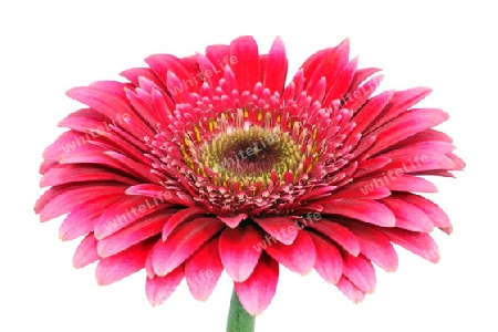 Gerbera