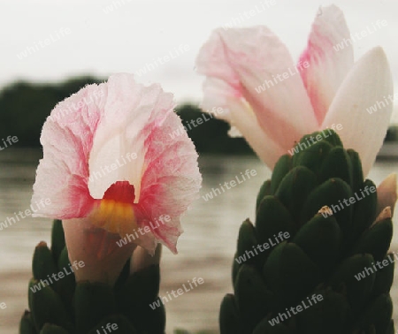 Muschelingwer - Alpinia zerumbet