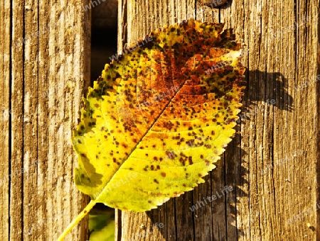 Autumn leaf lying on a wooden bench - Herbstlaub auf einer Holzbank liegend