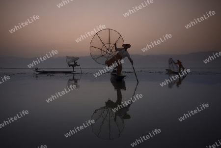 Fishermen at sunrise in the Landscape on the Inle Lake in the Shan State in the east of Myanmar in Southeastasia.