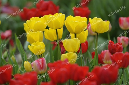 Tulpen