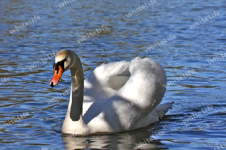 Schwimmender Schwan