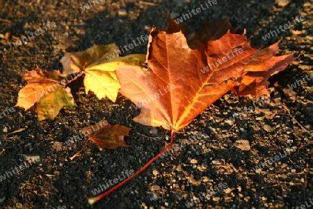 Herbststimmung