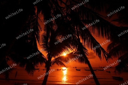 Der Strand  von Hat Sai Ri auf der Insel Ko Tao im Golf von Thailand im Suedwesten von Thailand in Suedostasien.  