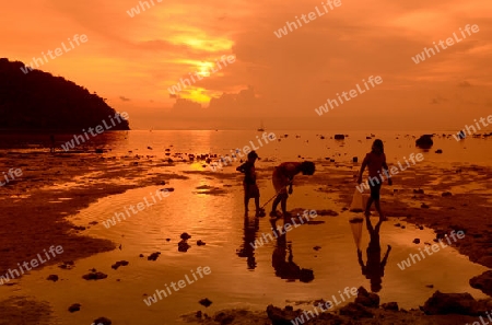 A Beach on the Island of Ko PhiPhi on Ko Phi Phi Island outside of the City of Krabi on the Andaman Sea in the south of Thailand. 