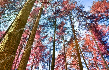 Beautiful pink and purple infrared panorama of a countryside landscape with a blue sky.