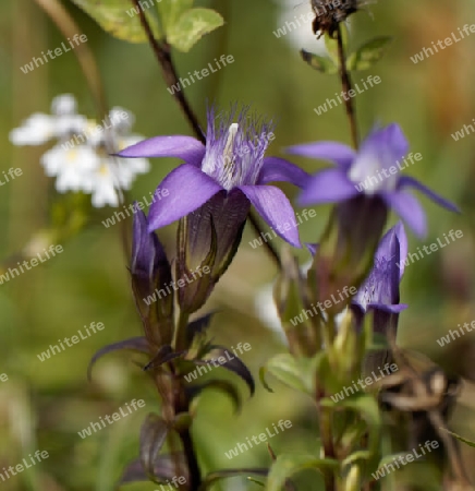   Deutscher Enzian, Gentianella germanica