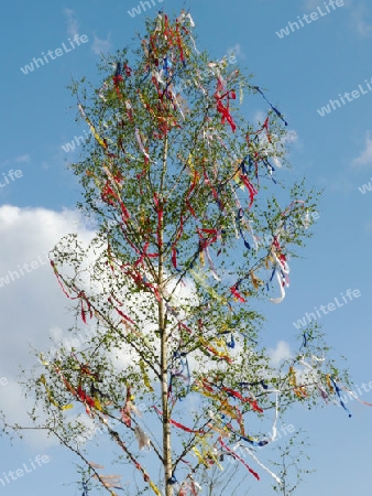 Maibaum