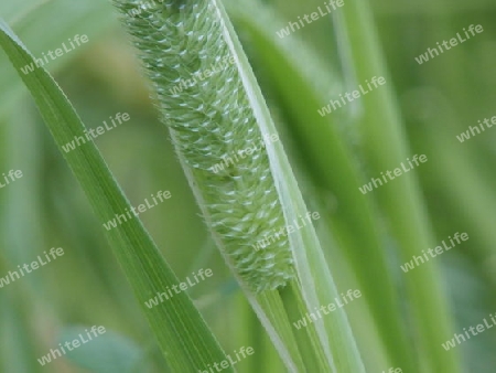 Gras, sch?n verpackt P6071343