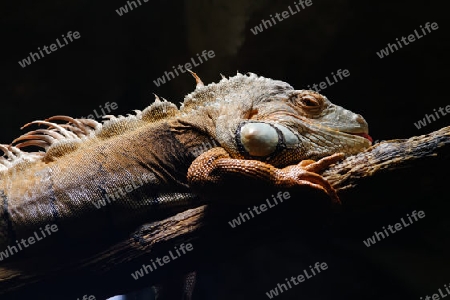 Gruener Leguan, Iguana-Iguana