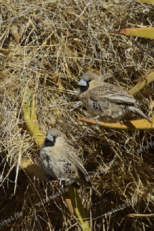 Siedelweber (Philetairus socius)  Keetmanshoop, Namibia,  Afrika