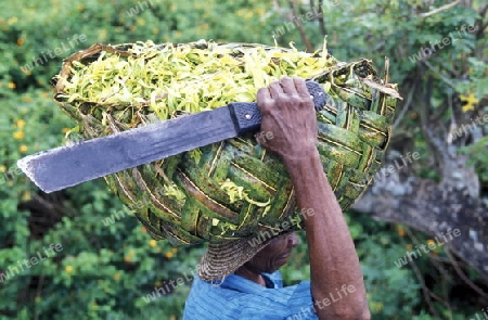 a men with ylang ylang flowers on the Island of Anjouan on the Comoros Ilands in the Indian Ocean in Africa.   