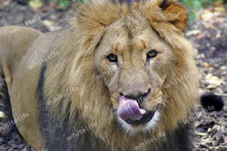 LION 2