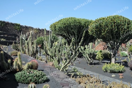 Kaktusgarten auf Lanzarote