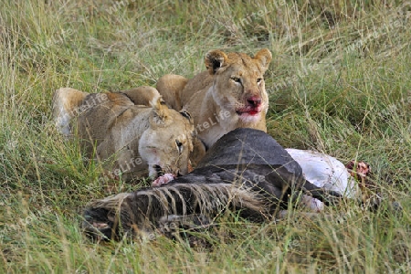 L?wen (Panthera leo),  fressen erbeutetes Gnu , Streifengnu, Weißbartgnu (Connochaetes taurinus),  , Masai Mara, Kenia, Ostafrika, Afrika