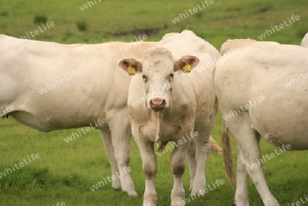 WhiteCow