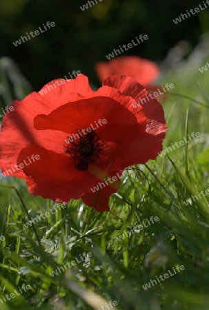 Mohn 2