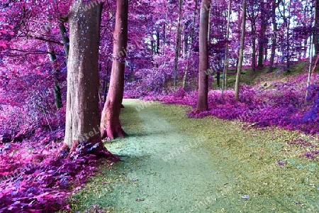 Beautiful pink and purple infrared panorama of a countryside landscape with a blue sky.