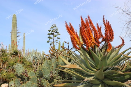 Kaktusgarten mit bl?hendem Kap Aloe. Kap-Aloe