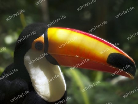 Tucan