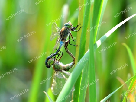 Gro?e K?nigslibelle (Anax imperator)