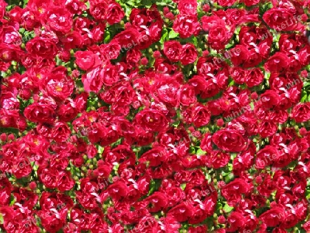 Blumenhintergrund, Rosen